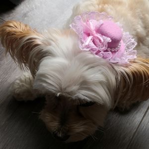 💥 3 for $20 / Pink Lace Hat Dog Accessory